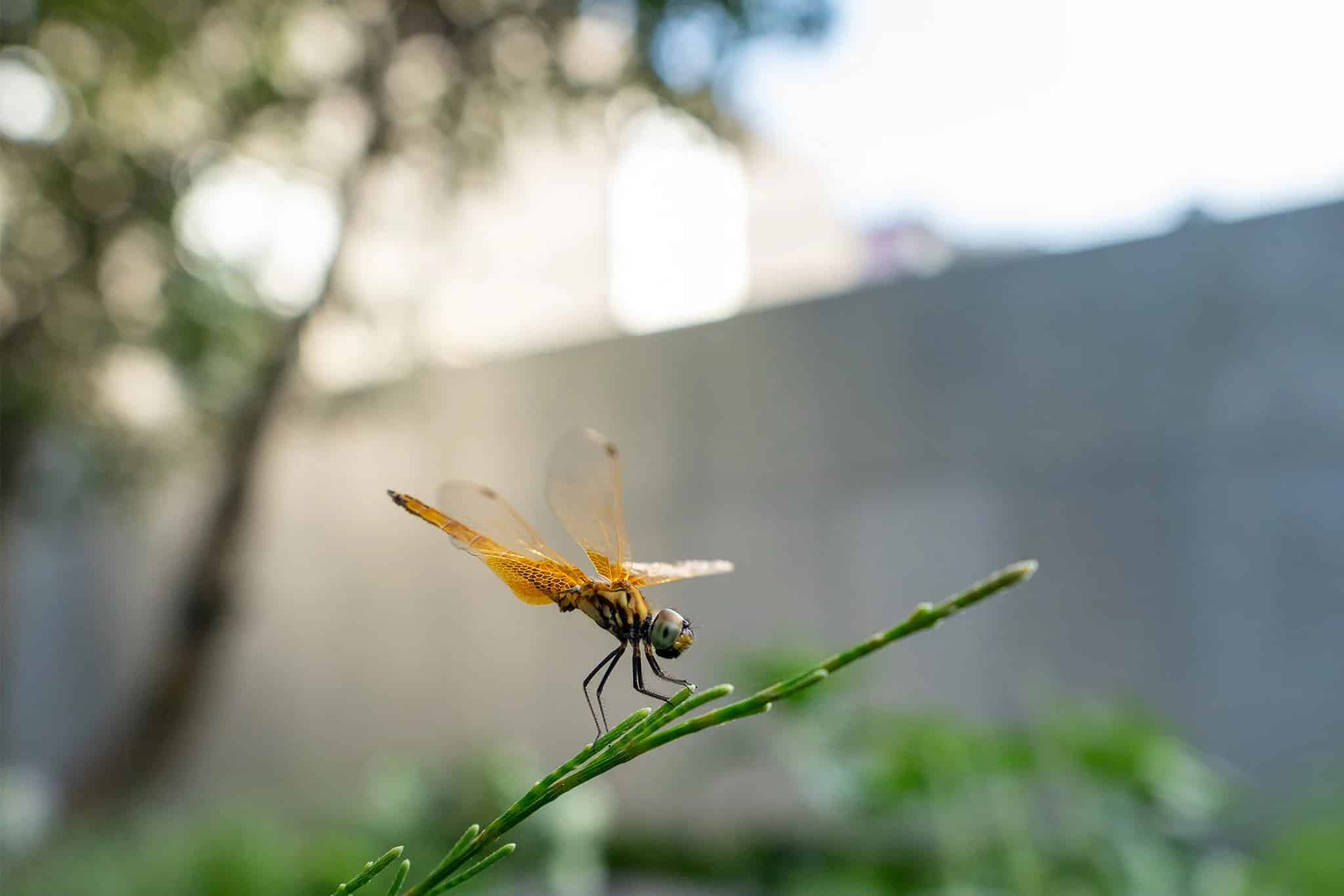 Khẩu độ F1.7 còn tạo nên hiệu ứng bokeh mượt mà, làm nổi bật chủ thể một cách tự nhiên trên nền hậu cảnh mềm mại