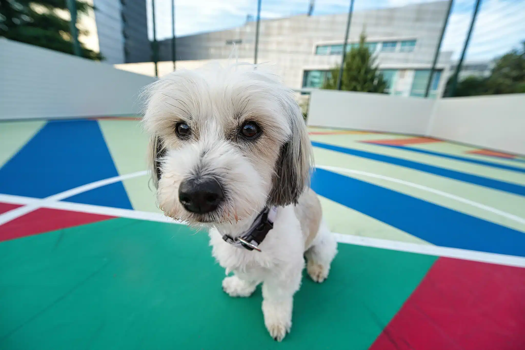 Với khả năng lấy nét chỉ từ 0,13m, ống kính mở ra nhiều lựa chọn bố cục độc đáo