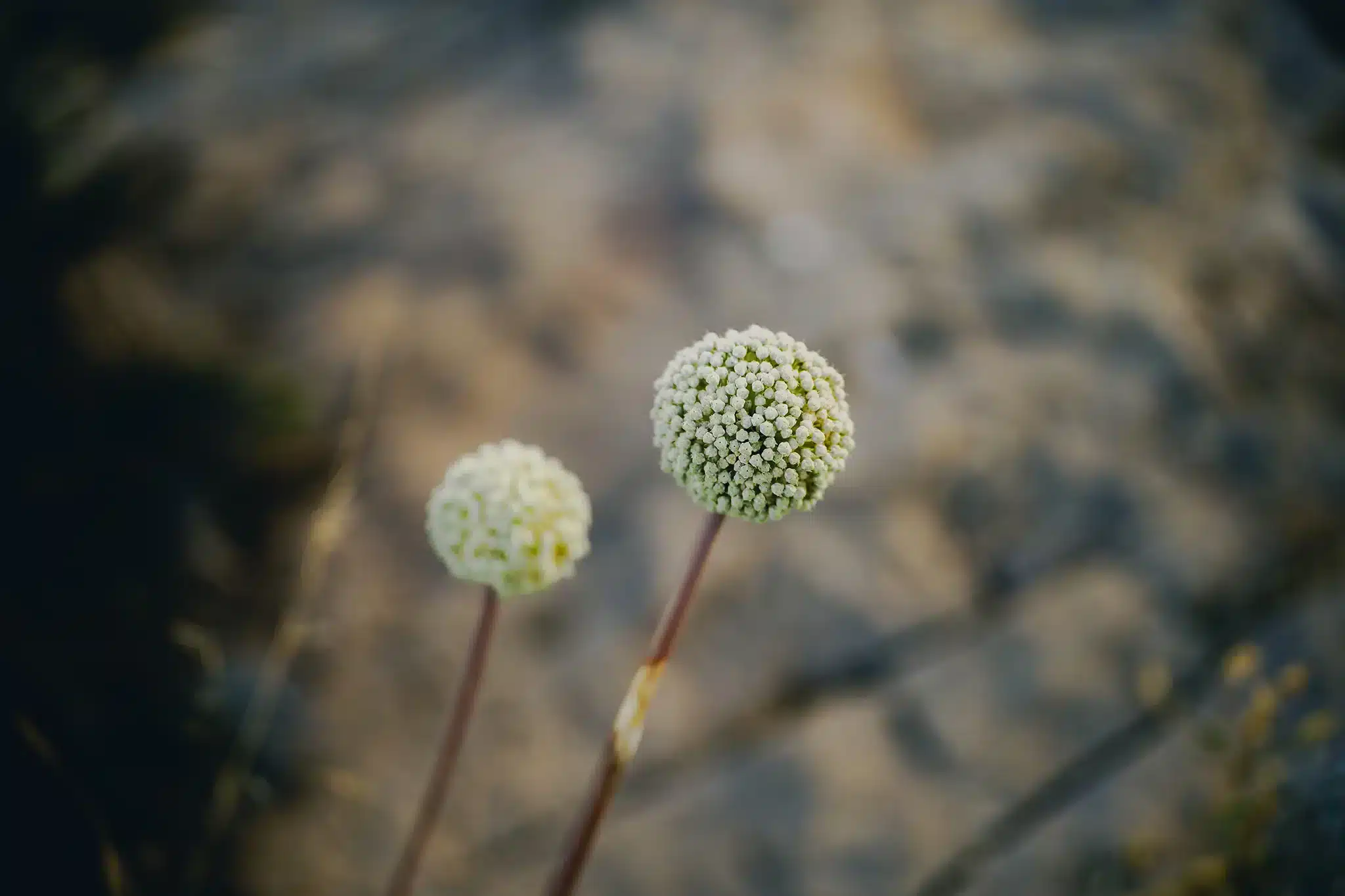 Khẩu độ F1.4 mang lại khả năng thu sáng mạnh mẽ, giúp chụp rõ ràng trong điều kiện ánh sáng yếu, đồng thời tạo hiệu ứng bokeh mịn