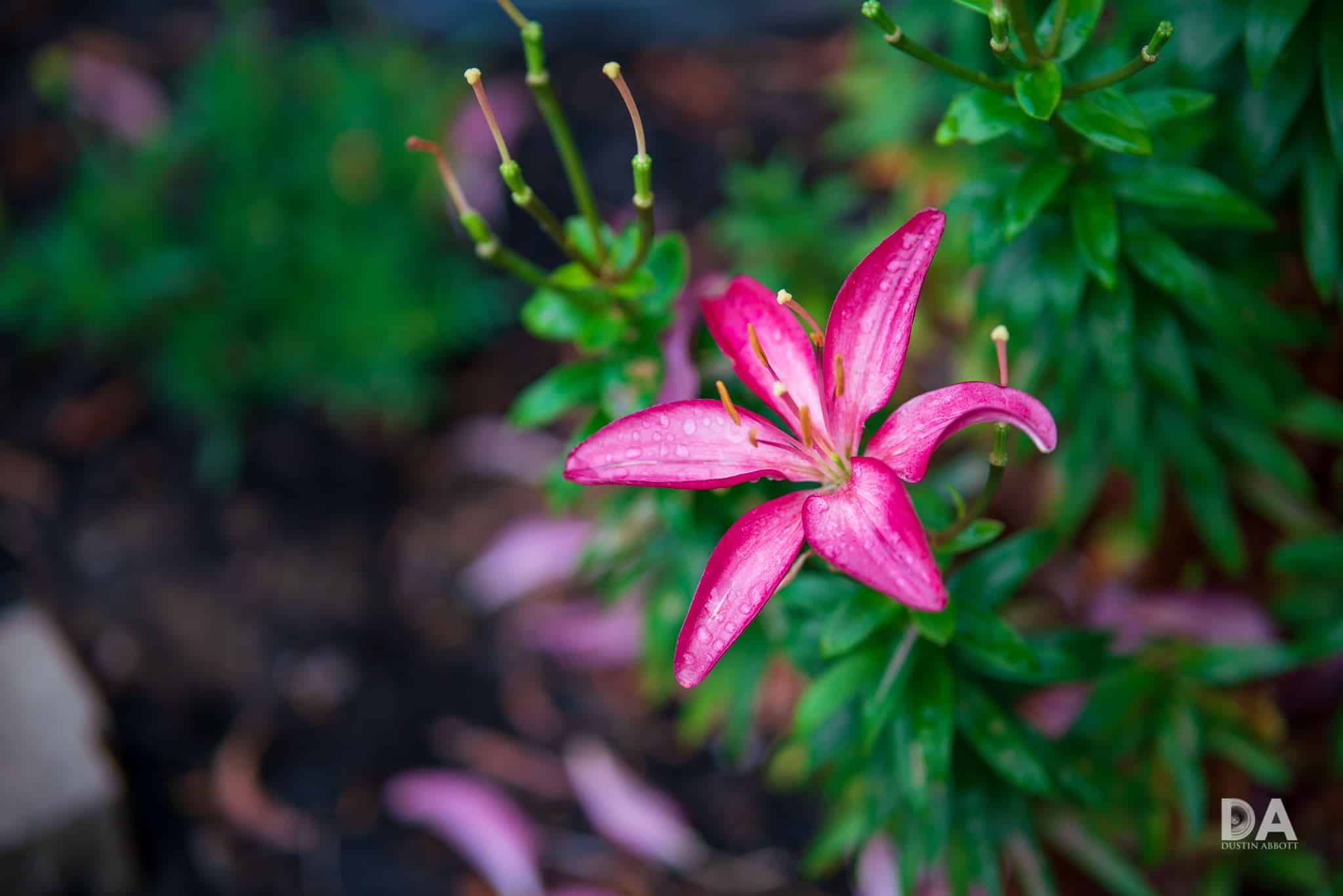 Viltrox 85mm f/1.8 Mark II cho bokeh sáng hơn nhờ khẩu lớn hơn, nhưng vòng sáng hơi méo ở viền ngoài.