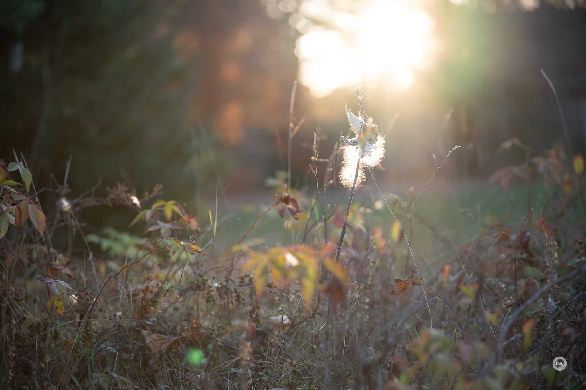 Nhờ trang bị lớp phủ Nano-coating thế hệ mới, Viltrox 85mm f/2.0 EVO gần như loại bỏ ghosting và flare khi chụp ngược sáng