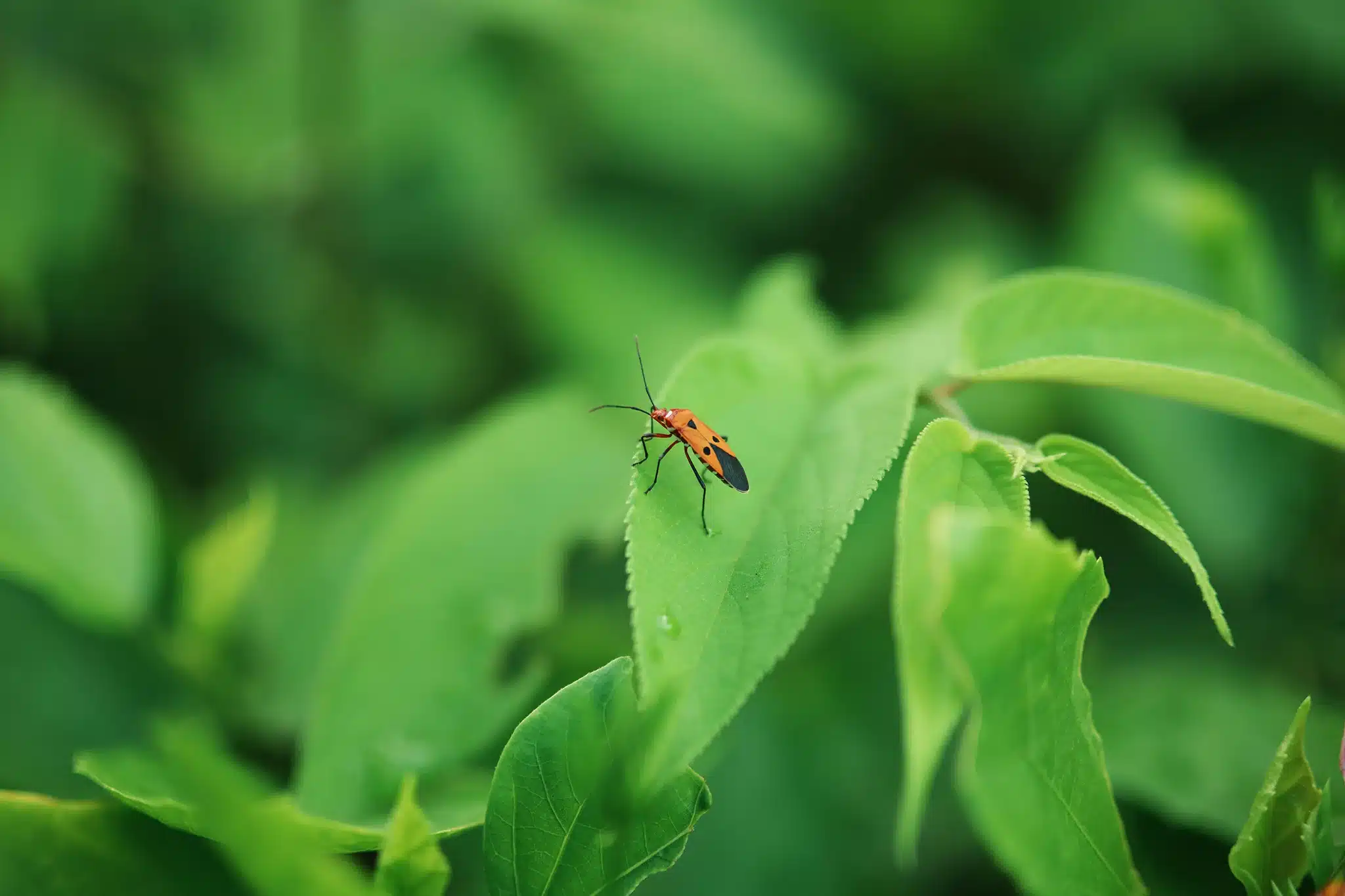 Kết hợp khẩu độ f/1.2, chủ thể được tách nền rõ ràng, tạo cảm giác ba chiều và chiều sâu thị giác ấn tượng