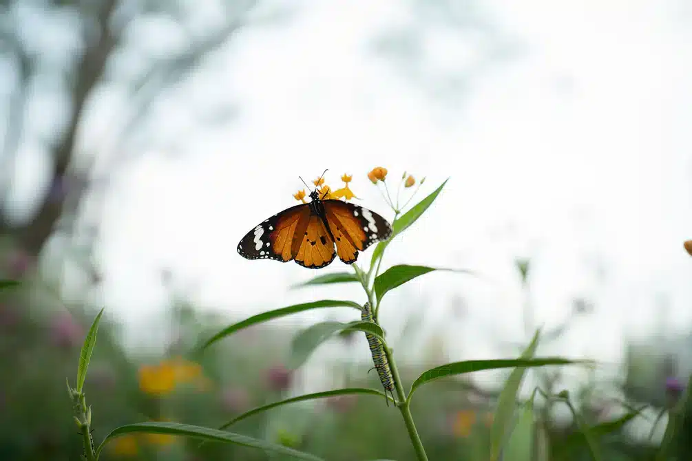 Khoảng cách lấy nét tối thiểu chỉ 0,34m, ống kính Viltrox 35mm f/1.8 II EVO cho phép khai thác chi tiết cận cảnh với độ sắc nét cao