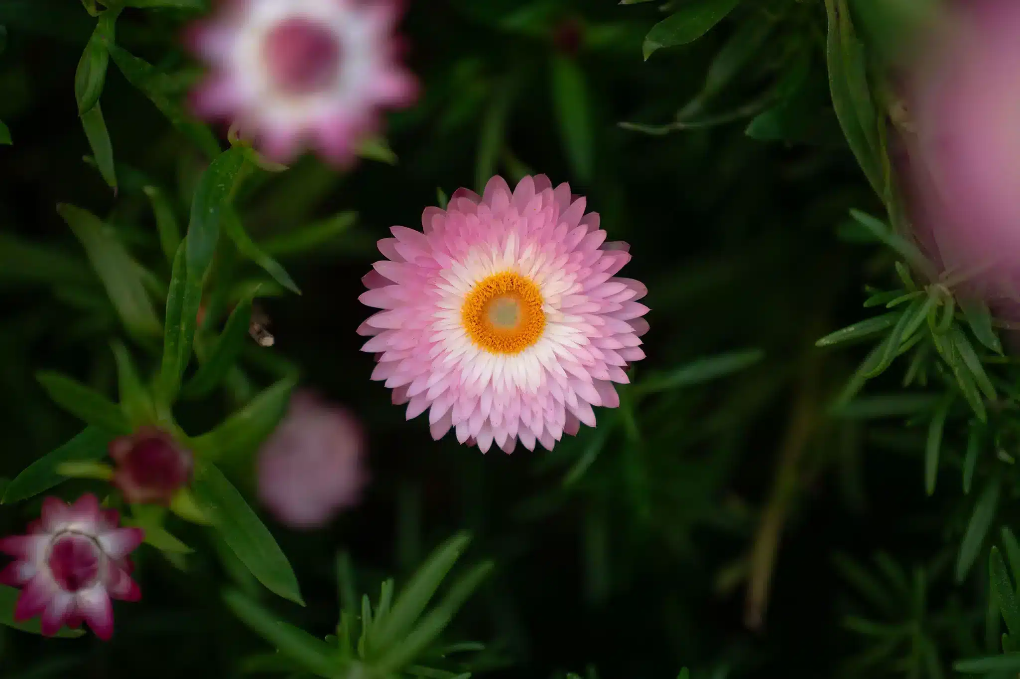 Kết hợp với thiết kế APO, hình ảnh ở khoảng cách gần vẫn giữ được độ sắc nét cao, màu sắc trung thực