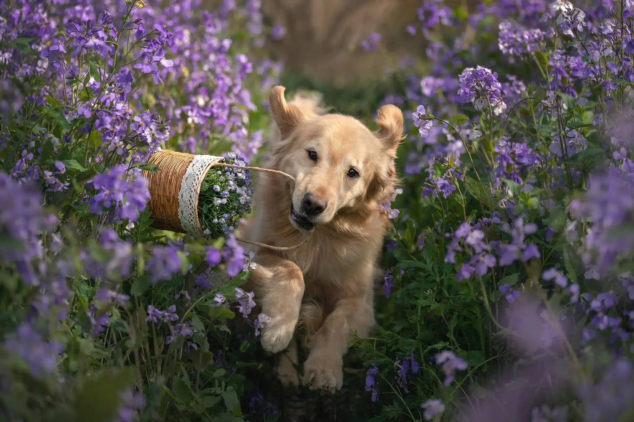 Hệ thống AF phản hồi tức thì, giúp bắt trọn các khoảnh khắc chuyển động như street photography, thú cưng hoặc sự kiện