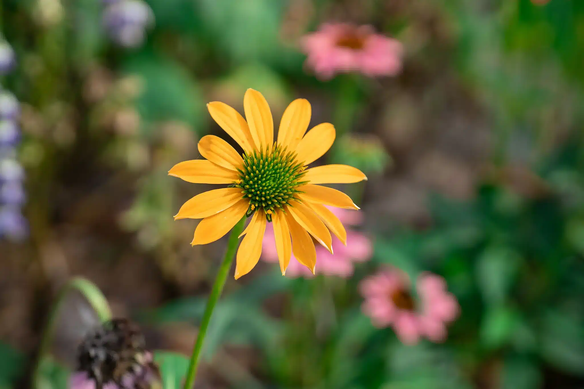 Khoảng cách lấy nét tối thiểu chỉ 0.34m, ống kính cho phép ghi lại các chi tiết cận cảnh một cách sắc né