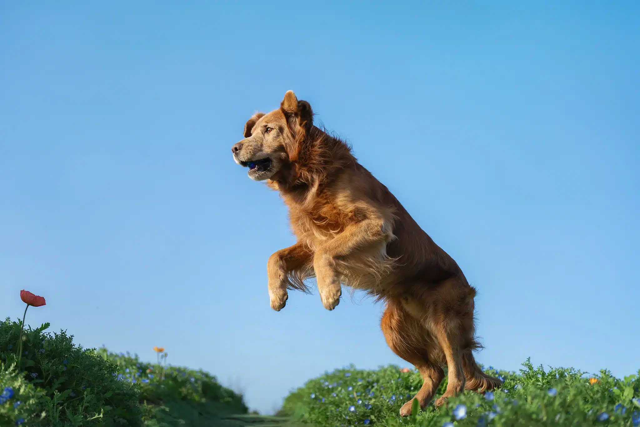 Cả hai ống kính đều được trang bị động cơ bước STM mạnh mẽ