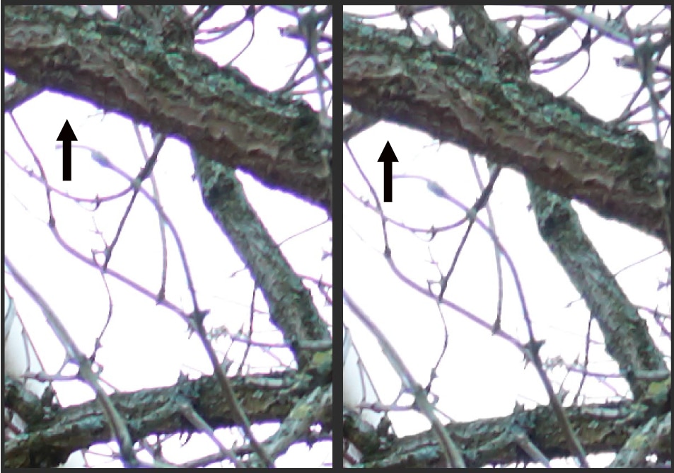 Trước và sau khi khắc phục viền tím (purple fringing) – Thấu kính ED giúp giảm quang sai màu rõ rệt ở vùng tương phản cao