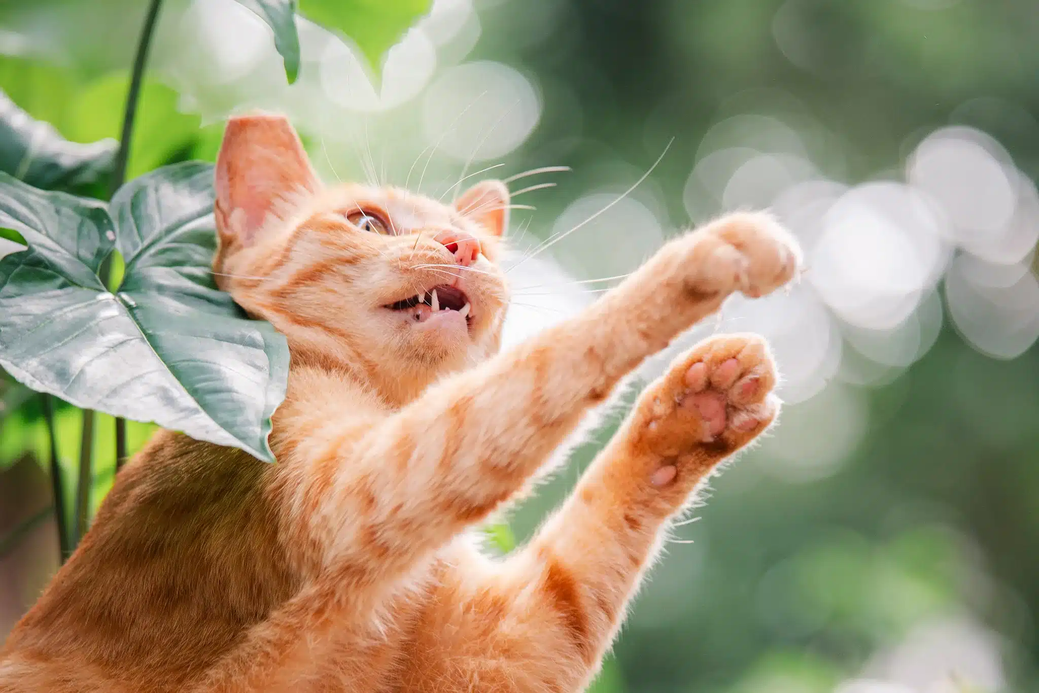 Ống kính sở hữu khẩu độ tối đa f/2.2 sáng, cho khả năng thu sáng tốt trong điều kiện ánh sáng hạn chế và tạo ra hiệu ứng xóa phông (bokeh) cực kỳ mượt mà
